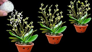 Magical trick to help orchids grow 100 branches and bloom all year round [upl. by Samuella34]