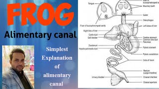 Digestive system of frog  alimentary canal of frog  anatomy [upl. by Aryam]