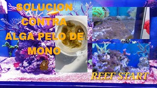 Solución para el alga filamentosa  pelo de mono  y actualización del acuario [upl. by Shelagh567]