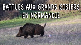 Battues aux grands gibiers en Normandie [upl. by Alimac]