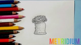 How to draw a metridiumeasy way to drawstep by step video [upl. by Ynafets]