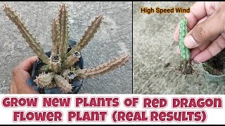 How to grow red dragon flower plants from stem cuttings  make new plants of huernia schneideriana [upl. by Eceryt170]