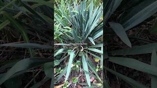 Yucca Filamentosa ou Iuca Mansa ​⁠alegriaverdetina short [upl. by Sivek857]