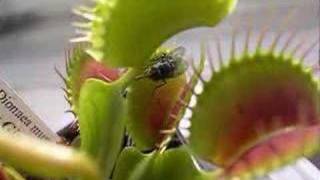 Venus Flytrap in Action [upl. by Arahat]