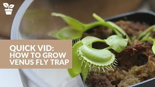 Venus Fly Trap Care  Dionaea muscipula  Carnivorous Plant Tips [upl. by Arri]