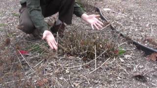 How to Prune Shrubs in Early Spring [upl. by Notyarb763]