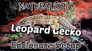 Naturalistic Bioactive Leopard Gecko Enclosure Setup [upl. by Doris]