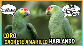 Loro Frentirroja o Cachete Amarillo Amazona autumnalis [upl. by Artinak]