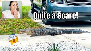 AN ALLIGATOR RIGHT OUTSIDE 🐊 😱  Days in Our Life in Florida  Spring Cleaning [upl. by Eisserc]