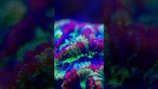 Incredible favia coral 🚀🌈 [upl. by Codi]