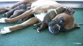 Boxers ThreeDayOld Puppies in HD [upl. by Concordia]