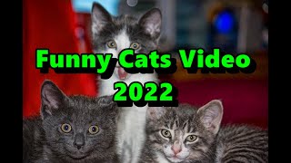 Best Funniest Cats Video 2022 [upl. by Eisej64]