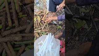 Fun Job With This Rice Paper Plant Herbal Medicine plants asmrvideo [upl. by Anoel672]