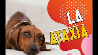 🐶 ¿Qué es la ATAXIA en los PERROS [upl. by Daisy]