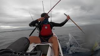 Catching dorado off a kayak on the KZN north coast  South Africa Two double up dorries [upl. by Lehcar]