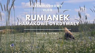 Rumianek i hamakowe dyrdymały Leśnoludkowy Vlog ep01 [upl. by Nitsew758]