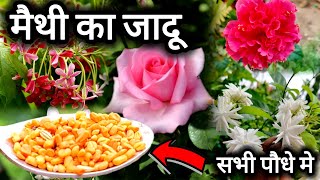 मेथी के प्रयोग से आपका पोधा फूलो से भर जायेगा। plant care tips Hibiscus plant care rose plant care [upl. by Libenson746]