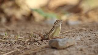 Male of Fanthroated lizard [upl. by Dowzall]