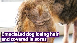 Emaciated dog losing hair and covered in sores  Mayhew [upl. by Shanon]