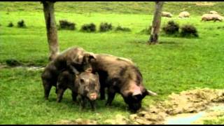 Odd Footage  Mating hogs [upl. by Anayet626]