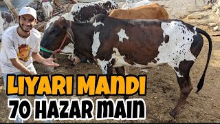 Liyari Cow Mandi Karachi Cattle Rate Update 4May2024  Cow Mandi 2024 [upl. by Lemaj]