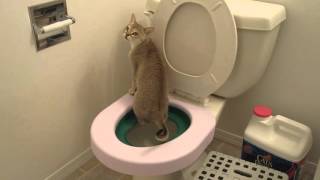 Potty trained Singapura cat [upl. by Aurlie]