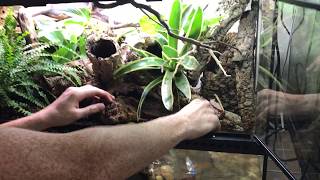 How to create a Bioactive Paludarium terrarium featuring SuperGrow as new way to landscape [upl. by Berti]