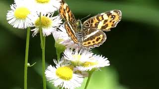 Large Map Butterfly of Spring Type Sips Floral Nectar of Daisy Fleabane [upl. by Aliuqahs]