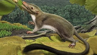 Researchers Reconstruct the Common Ancestor of Placental Mammals [upl. by Eirehs]