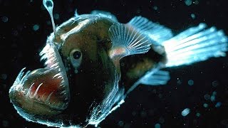 Top 10 Scariest Fish [upl. by Crosley]