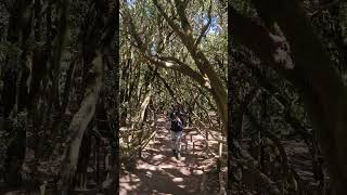 Ancient Paths of La Gomera  Canary Islands [upl. by Jobe]