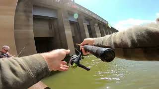 Asian carp silver carp flying carp Lake Barkley KY Kentucky Lake Dam fishing 2023 [upl. by Adnal705]