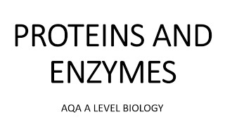 PROTEINS amp ENZYMES AQA A LEVEL BIOLOGY  EXAM QUESTIONS RUN THROUGH [upl. by Aeniah]