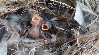 EP04 Old World sparrows Bird Find locust food for her chicks to eat in the nest [upl. by Akerdnuhs595]