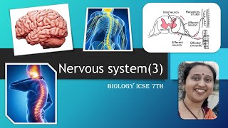 NervousSystemReflexActionStimulusResponsePeripheralNervousSystemANS7thICSEBiology [upl. by Anerul]