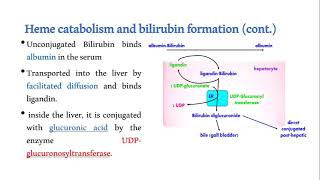 Heme metabolism and bilirubin formation [upl. by Ativak]