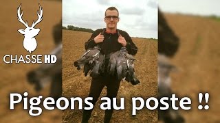 Chasse du pigeon aux formes  Multicaméras  Chasse HD [upl. by Nnyltak352]