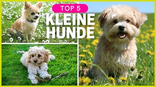 Top 5 kleine Hunderassen  Kleine Hunde zum verlieben ❤ [upl. by Notna]