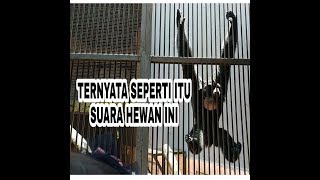 SUARA SIAMANG SALING BERSAHUTAN  RAGUNAN [upl. by Lytsyrk]