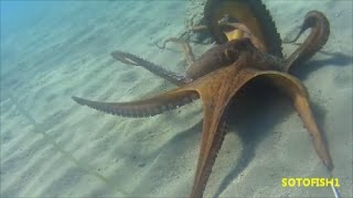 GREECE SPEARFISHING OCTAPUS 4 ΚΙΛΑ ΧΤΑΠΟΔΙ ΜΕ ΜΥΑΛΟSOTOFISH1 [upl. by Laura424]