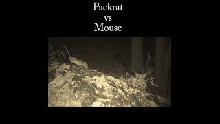 Packrat chasing mouse Predation or dispute nature wildlife packrat [upl. by Isidoro]