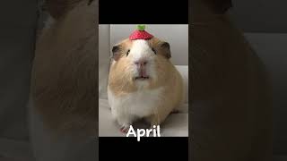 Your birth month your Guinea pig guineapigpals guineapig cutie iloveguineapigs fyp shorts [upl. by Siffre304]