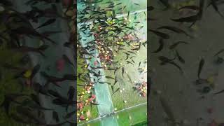 Kali muskan ne bacche de diye।। molly fish giving birth aquarium mollyfish mollyfry Shorts [upl. by Hassi]