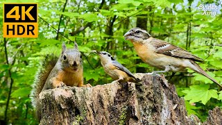 Cat TV for Cats to Watch 😺 Cute Birds amp Little Squirrels in the Forest 🐿 8 Hours 4K HDR [upl. by Guthry143]