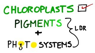 Chloroplasts Pigments And Photosystems in Photosynthesis [upl. by Arivle]