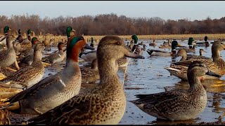 FLOODED CORN FIELD GREEN WING TEAL MALLARDS GADWALL WIGEON SHOVELERS HAWKS ATTACKING DUCKS [upl. by Llenroc]