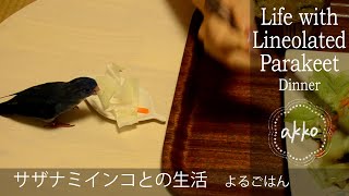 Life with Lineolated Parakeet 011 Dinner サザナミインコとの生活 よるごはん [upl. by Nosrak]