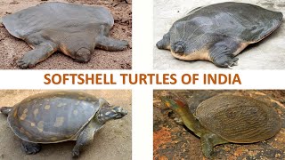 Softshell Turtles of India 🇮🇳  Turtles  Indian Reptiles [upl. by Cindi600]