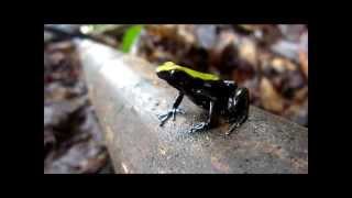 Mantella laevigata wild at Nosy Mangabe Madagascar [upl. by Yellek292]