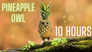 PINEAPPLE OWL 10 HOURS [upl. by Leilani]